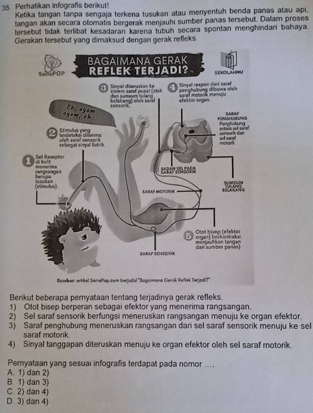 Perhatikan infografis berikut!
Ketika tangan tanpa sengaja terkena tusukan atau menyentuh benda panas atau api,
tangan akan secara otomatis bergerak menjauhi sumber panas tersebut. Dalam proses
tersebut tidak terlibat kesadaran karena tubuh secara spontan menghindari bahaya.
Gerakan tersebut yang dimaksud dengan gerak refleks
Berikut beberapa peryataan tentang terjadinya gerak refleks.
1) Otot bisep berperan sebagai efektor yang menerima rangsangan.
2) Sel saraf sensorik berfungsi meneruskan rangsangan menuju ke organ efektor.
3) Saraf penghubung meneruskan rangsangan dari sel saraf sensorik menuju ke sel
saraf motorik.
4) Sinyal tanggapan diteruskan menuju ke organ efektor oleh sel saraf motorik.
Pernyataan yang sesual infografis terdapat pada nomor ....
A. 1) dan 2)
B 1) dan 3)
C. 2) dan 4)
D. 3) dan 4)