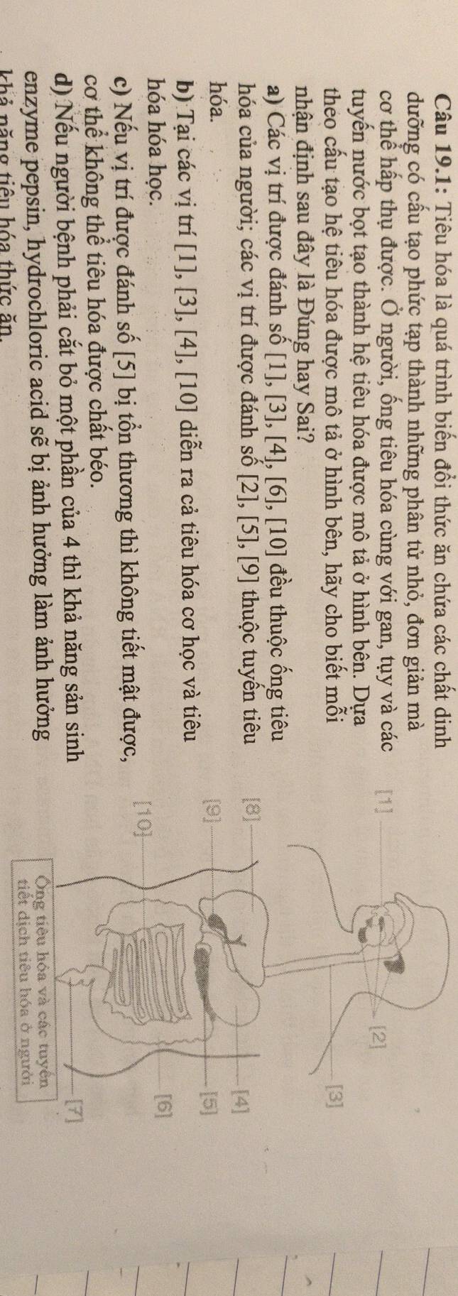 Câu 19.1: Tiêu hóa là quá trình biến đổi thức ăn chứa các chất dinh
dưỡng có cấu tạo phức tạp thành những phân tử nhỏ, đơn giản mà
cơ thể hấp thụ được. Ở người, ống tiêu hóa cùng với gan, tụy và các 
tuyển nước bọt tạo thành hệ tiêu hóa được mô tả ở hình bên. Dựa
theo cấu tạo hệ tiêu hóa được mô tả ở hình bên, hãy cho biết mỗi
nhận định sau đây là Đúng hay Sai?
a) Các vị trí được đánh số [1],[3], [4], [6], [10] đều thuộc ống tiêu
hóa của người; các vị trí được đánh số [2],[5], [9] thuộc tuyên tiêu
hóa.
b) Tại các vị trí [1], [3],[4], ,[10] diễn ra cả tiêu hóa cơ học và tiêu
hóa hóa học.
c) Nếu vị trí được đánh số [5] bị tổn thương thì không tiết mật được,
cơ thể không thể tiêu hóa được chất béo.
d) Nếu người bệnh phải cắt bỏ một phần của 4 thì khả năng sản sinh
enzyme pepsin, hydrochloric acid sẽ bị ảnh hưởng làm ảnh hưởng
khả năng tiêu hóa thức ăn