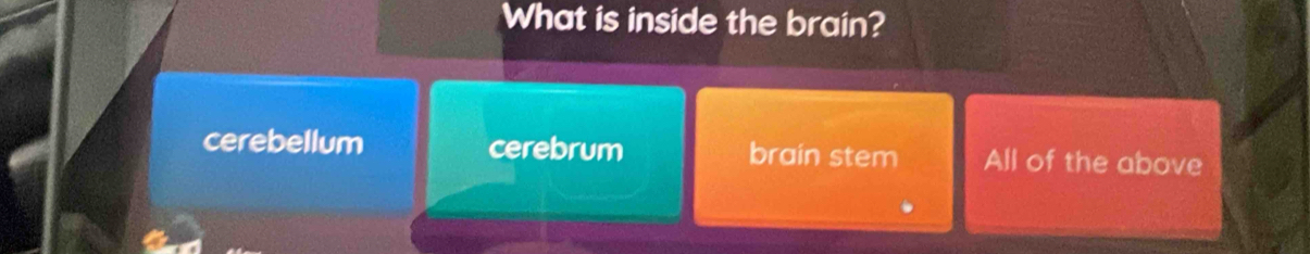 What is inside the brain?
cerebellum cerebrum brain stem All of the above