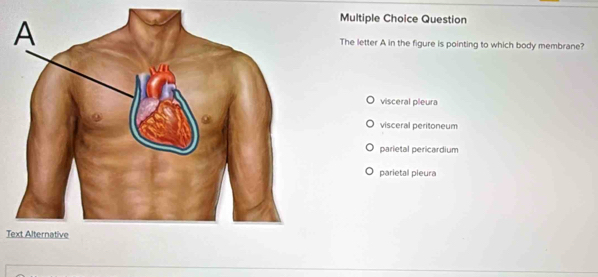 Question
The letter A in the figure is pointing to which body membrane?
visceral pieura
visceral peritoneum
parietal pericardium
parietal pleura
Text Alternative