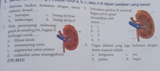 BB
buda huruf a, b, c, atau d di depan jawaban yang benar!
1. Akrivitas berikut berkaitan dengan sistem 3. Perhatikan gambar di samping!
ekskresi, kecuali ....
Bagian pelvis ginjal
a. bernapas c. buang air besar ditunjukkan oleh
b. berkeringat d. buang air kecil nomor ....
2. Pada penampang melintang a. 1 b. 2
ginjal di samping ini, bagian X
berfungsi untuk …_ K
c. 3
a. filtrasi darah d. 4
b. menampung urine 4. Organ ekskresi yang juga berkaitan dengan
c. augmentasi urine primer sistem respirasi adalah_
d. reabsorbsi urine sesungguhnya a. integumen c. ren
(UN 2013) b. pulmo d. hepar