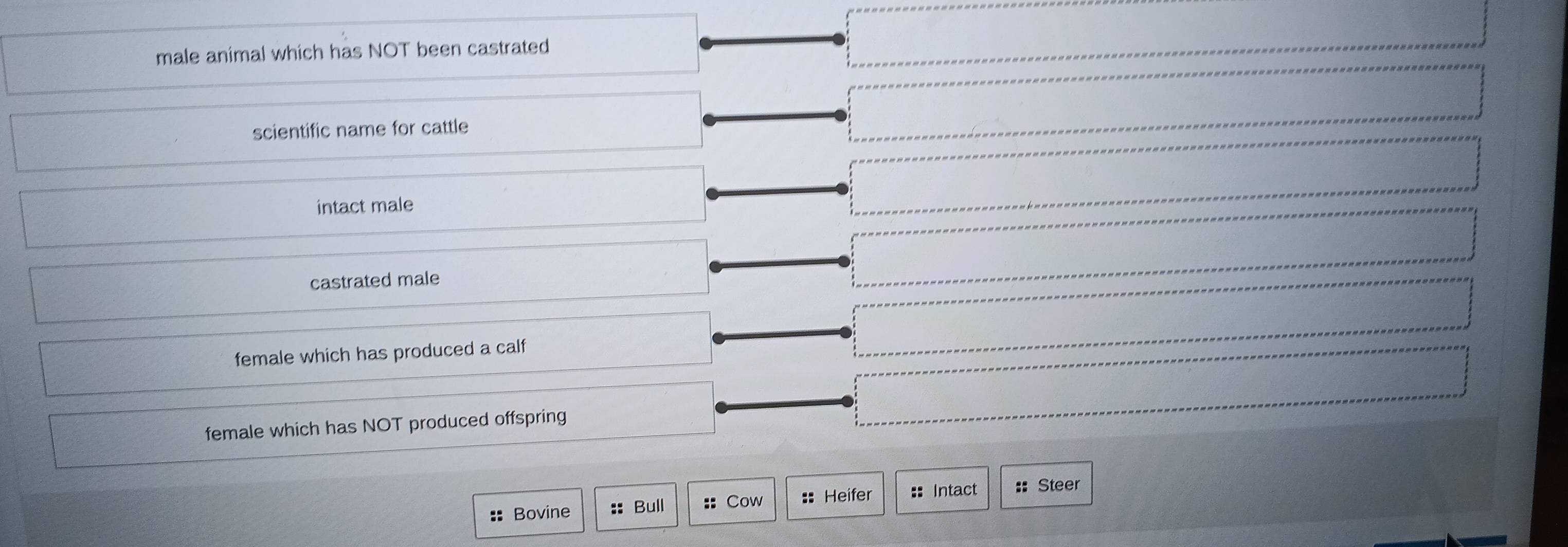 male animal which has NOT been castrated
scientific name for cattle
intact male
castrated male
female which has produced a calf
female which has NOT produced offspring
:: Bovine :: Bull :: Cow :: Heifer :: Intact :: Steer