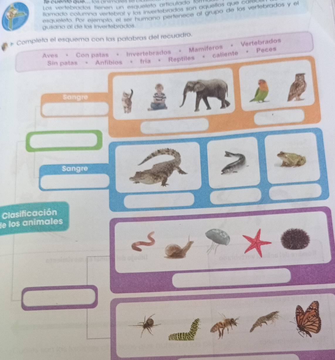 Resuelto:Los vertebrados tienen un esqueleto articulado form lamado ...