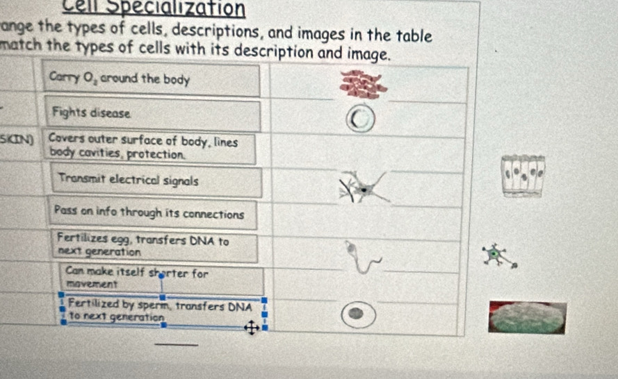 Cell Specialization
ange the types of cells, descriptions, and images in the table
ma
SKI