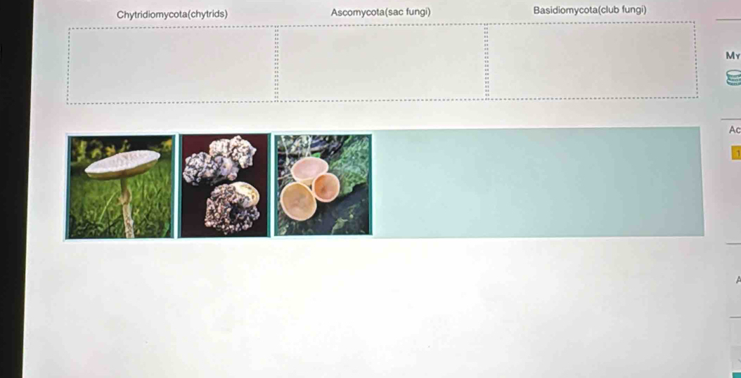 Chytridiomycota(chytrids) Ascomycota(sac fungi) Basidiomycota(club fungi) 
My 
AC