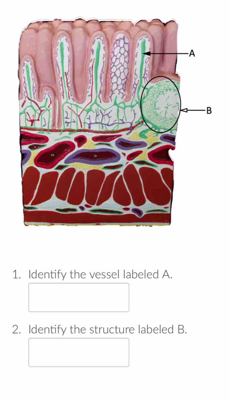 Identify the vessel labeled A. 
2. Identify the structure labeled B.