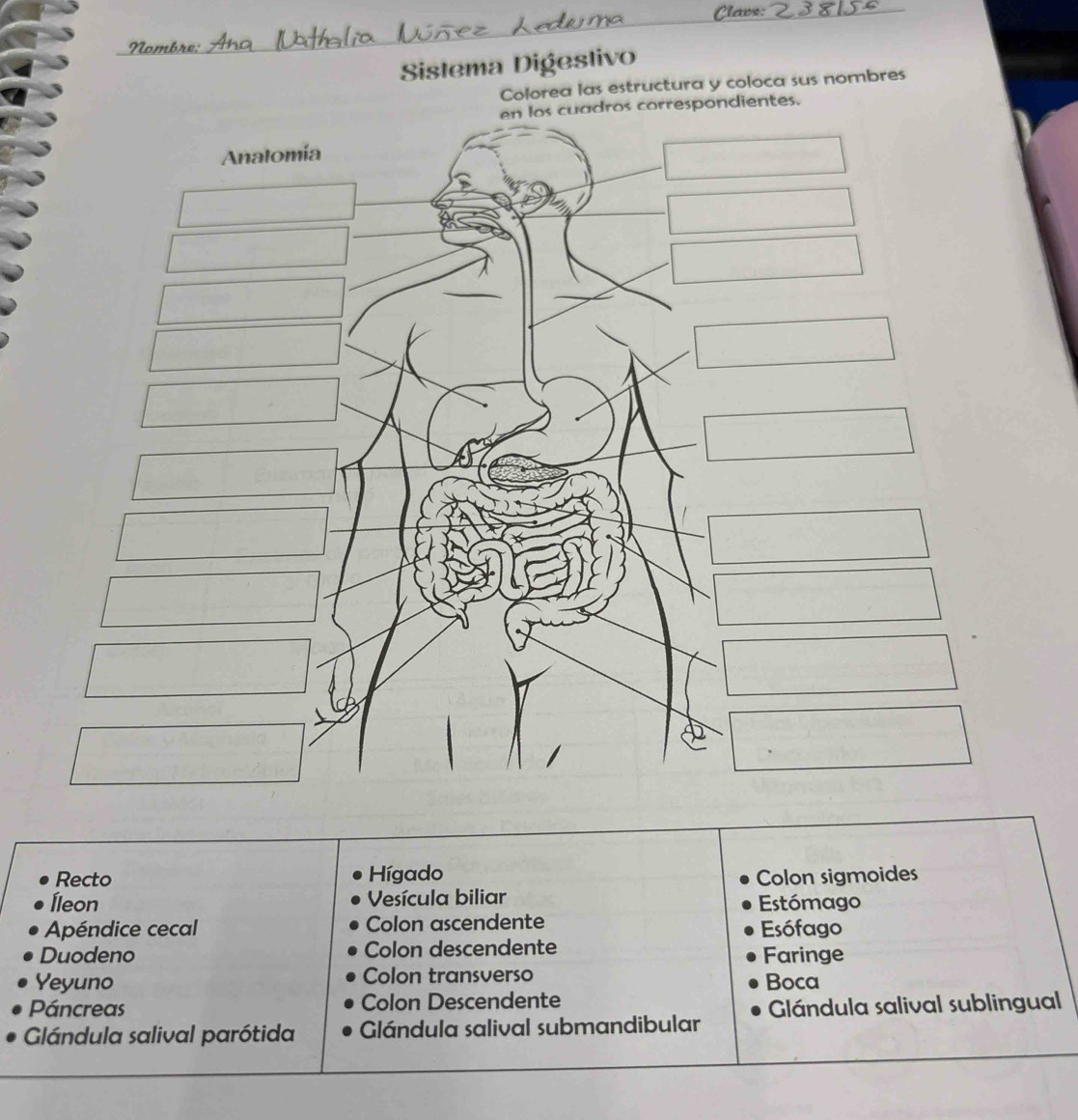 Clavs:
Sistema Digestivo
Colorea las estructura y coloca sus nombres
correspondientes.
Recto Hígado
Íleon Vesícula biliar Colon sigmoides
Estómago
Apéndice cecal Colon ascendente
Esófago
Duodeno Colon descendente Faringe
Yeyuno Colon transverso
Boca
Páncreas Colon Descendente
Glándula salival parótida Glándula salival submandibular Glándula salival sublingual