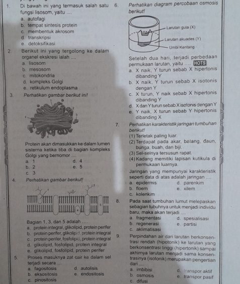 Di bawah ini yang termasuk salah satu 6. Perhatikan diagram percobaan osmosis
fungsi lisosom, yaitu .... berikut!
a. autofagi
b. tempat sintesis protein
c. membentuk akrosom
d.transkripsi
e. detoksifikasi 
2. Berikut ini yang tergolong ke dalam
organel ekskresi ialah ... Setelah dua hari, terjadi perbedaan
a. lisosom permukaan larutan, yaitu .... HOTS
b. mesosom a. X naik, Y turun sebab X hipertonis
c. mitokondria dibanding Y
d. kompleks Golgi b. X naik, Y turun sebab X isotonis
e retikulum endoplasma dengan Y
3. Perhatikan gambar berikut ini! c. X turun, Y naik sebab X hipertonis
dibanding Y
d. X dan Y turun sebab X isotonis dengan Y
e. Y naik. X turun sebab Y hipertonis
dibanding X
7. Perhatikan karakteristik jaringan tumbuhan
berikut!
(1) Terletak paling luar.
Protein akan dimasukkan ke dalam lumen (2)Terdapat pada akar, balang, đaun,
bunga, buah, dan biji.
sisterna ketika tiba di bagian kompleks (3) Sel-seinya tersusun rapat.
Golgi yang bernomor    
a. 1 d. 4  (4)  Kadang memitiki lapisan kutikula di
b. 2 e. 5 permukaan luarnya.
c. 3  Jaringan yang mempunyai karakteristik
....
4. Perhatikan gambar berikut! a. epidermis seperti data di atas adalah jaringan d. parenkim
b. floem e. xilem
c. kolenkim
. Pada saat tumbuhan lumut melepaskan
sebagian tubuhnya untuk menjadi individu 
baru, maka akan terjadi ....
Bagian 1, 3, dan 5 adalah .. b. regenerasi a.fragmentasi e. partisi d. spesialisasi
a.  protein integraß, glikolipid, protein perife
b. protein perifer, glikolipid. protein integral 9. c. aklimatisasi Perpindahan air dari larutan herkonsen
c.  protein perífer, fosfolipió, protein integral  trasi rendah (hipotonik) ke larutan yang
d. glikolipid, fosfolipid, protein integral berkonsentrasi tinggi (hipertonik) sampai
e. glikolpid, fosfolipid, protein perifer akhimya larutan menjadi sama konsen-
5. Proses masuknya zat cair ke dalam sel trasinya (isotonik) merupakan pengertian
dari ....
terjadi secara .... d. autolisis a. imbibisi d.  transpor aktif
a fagositosis
b. eksositosis e  endositosis b. osmosis e transpor pasif
c. pinositosis c. difusi