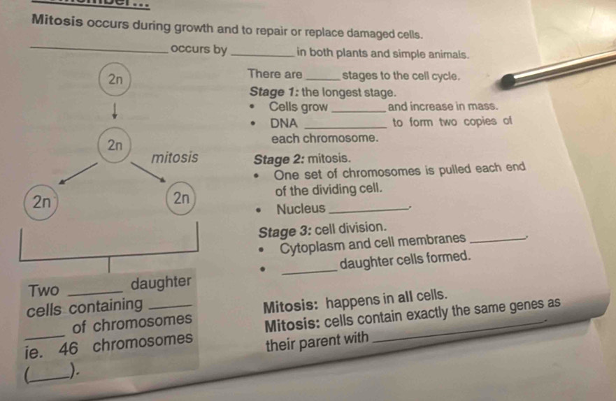 Mitosis occurs during growth and to repair or replace damaged cells. 
_ 
occurs by_ in both plants and simple animals. 
There are_ stages to the cell cycle. 
Stage 1: the longest stage. 
Cells grow _and increase in mass. 
DNA _to form two copies of 
each chromosome. 
Stage 2: mitosis. 
One set of chromosomes is pulled each end 
of the dividing cell. 
Nucleus _. 
Stage 3: cell division. 
Cytoplasm and cell membranes _、 
Two _daughter _daughter cells formed. 
cells containing 
of chromosomes Mitosis: happens in all cells. 
. 
ie. 46 chromosomes Mitosis: cells contain exactly the same genes as 
__ ). their parent with