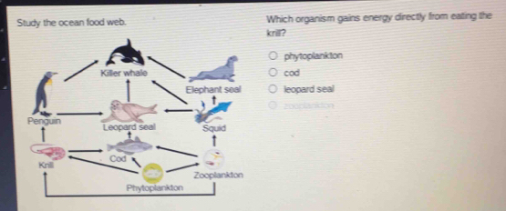 Solved: Study the ocean food web. Which organism gains energy directly ...