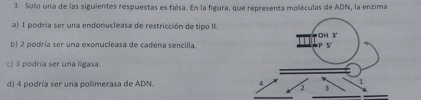 3.- Solo una de las siguientes respuestas es falsa. En la figura, que representa moléculas de ADN, la enzima
a) 1 podría ser una endonucleasa de restricción de tipo II.
b) 2 podría ser una exonucleasa de cadena sencilla.
c) 3 podría ser una ligasa.
d) 4 podría ser una polimerasa de ADN.