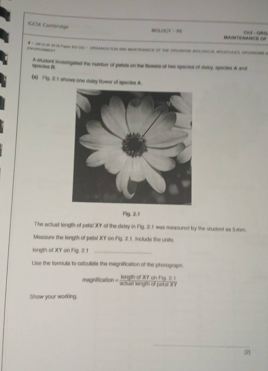 IGCSE Cambridge 
OLOGY=P6 
CH2 - ORG 
MAINTENANGE OF 
4 - (0610-W 2018-Paper 6/2-G2) - ORGANIZATION AND MAINTENANCE OF THE GRGANISM. BIGLGGICAL MOLEGULES, ORGANISMS A 
ENVIRONMENT 
A student investigated the number of pefals on the flowers of two species of daisy, species A and 
species B. 
(a) Fig. 2.1 shows one daisy flower of species A. 
Fig. 2.1 
The actual length of petal XY of the daisy in Fig. 2.1 was measured by the student as 5 mm. 
Measure the length of petal XY on Fig. 2.1. Include the units. 
length of XY on Fig. 2.1_ 
Use the formula to calculate the magnification of the photograph. 
magnification = (lengthofXYonFig.2.1)/actuallengthofpetalXY 
Show your working. 
_ 
[2]