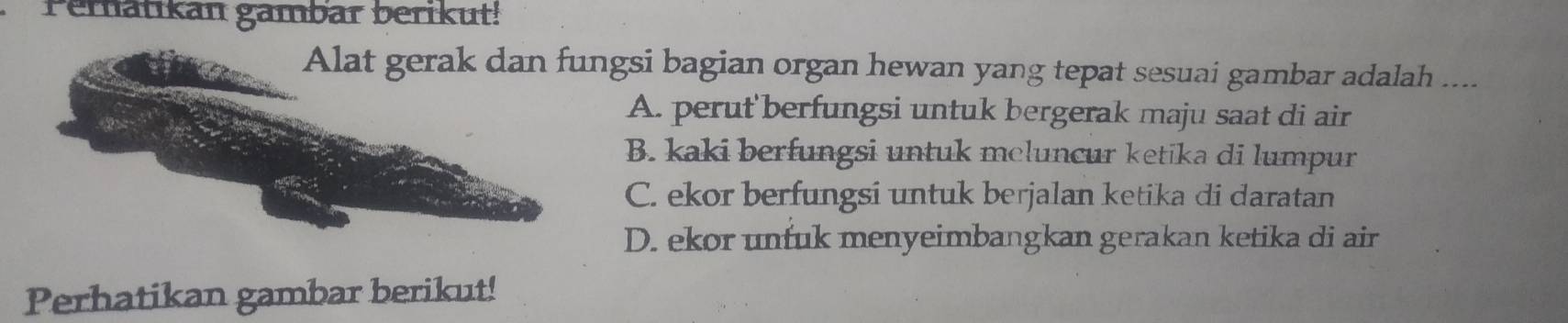 Pematikan gambar berikut!
Alat gerak dan fungsi bagian organ hewan yang tepat sesuai gambar adalah ....
A. perut berfungsi untuk bergerak maju saat di air
B. kaki berfungsi untuk meluncur ketika di lumpur
C. ekor berfungsi untuk berjalan ketika di daratan
D. ekor unfuk menyeimbangkan gerakan ketika di air
Perhatikan gambar berikut!