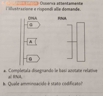 rsmtco》 Osserva attentamente 
l’illustrazione e rispondi alle domande. 
DNA RNA 
G 
A 
G 
a. Completala disegnando le basi azotate relative 
al RNA. 
b. Quale amminoacido è stato codificato? 
_