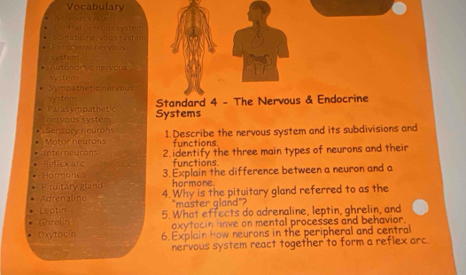 Vocabulary
Nervous system
Central pervous system
Sciatic nervous system
Perioberal nervous
System
Autondmic nervous
system
Sympathetic nervous
system
Parasympathetic Standard 4 - The Nervous & Endocrine
nervous system Systems
Sensory neurons 1. Describe the nervous system and its subdivisions and
Motor neurons functions.
Interneurons
Reflex arc 2.identify the three main types of neurons and their
functions.
Hormones 3. Explain the difference between a neuron and a
Pituitary gland hormone.
Adrenaline 4. Why is the pituitary gland referred to as the
Leptin 'master gland"?
Ghrelin 5. What effects do adrenaline, leptin, ghrelin, and
oxytocin have on mental processes and behavior.
Oxytocin 6.Explain how neurons in the peripheral and central
nervous system react together'to form a reflex arc.