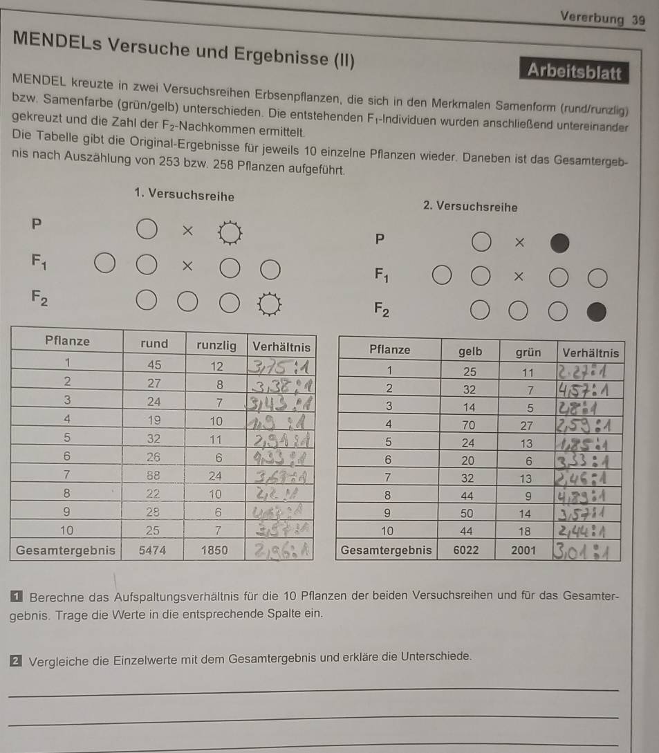 Vererbung 39 
MENDELs Versuche und Ergebnisse (II) Arbeitsblatt 
MENDEL kreuzte in zwei Versuchsreihen Erbsenpflanzen, die sich in den Merkmalen Samenform (rund/runzlig) 
bzw. Samenfarbe (grün/gelb) unterschieden. Die entstehenden F_1 -Individuen wurden anschließend untereinander 
gekreuzt und die Zahl der F_2 -Nachkommen ermittelt. 
Die Tabelle gibt die Original-Ergebnisse für jeweils 10 einzelne Pflanzen wieder. Daneben ist das Gesamtergeb- 
nis nach Auszählung von 253 bzw. 258 Pflanzen aufgeführt. 
1. Versuchsreihe 2. Versuchsreihe 
P 
* () 
P 
×
F_1
×
F_1
×
F_2
F_2
dr Berechne das Aufspaltungsverhältnis für die 10 Pflanzen der beiden Versuchsreihen und für das Gesamter- 
gebnis. Trage die Werte in die entsprechende Spalte ein. 
2 Vergleiche die Einzelwerte mit dem Gesamtergebnis und erkläre die Unterschiede. 
_ 
_ 
_