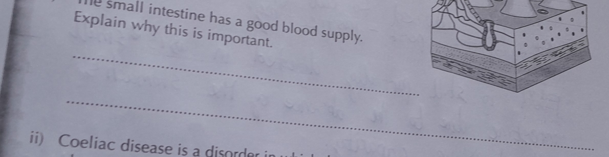 he small intestine has a good blood supply. 
Explain why this is important. 
_ 
_ 
ii) Coeliac disease is a disorder i