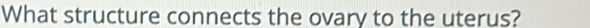 What structure connects the ovary to the uterus?