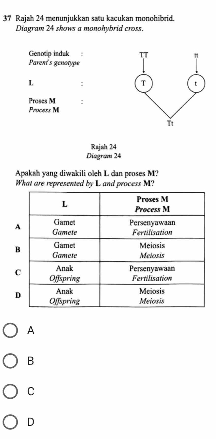 Rajah 24 menunjukkan satu kacukan monohibrid.
Diagram 24 shows a monohybrid cross.
Genotip induk 
Parent's genotype
L
:
Proses M :
Process M
Rajah 24
Diagram 24
Apakah yang diwakili oleh L dan proses M?
What are represented by L and process M?
A
B
C
D