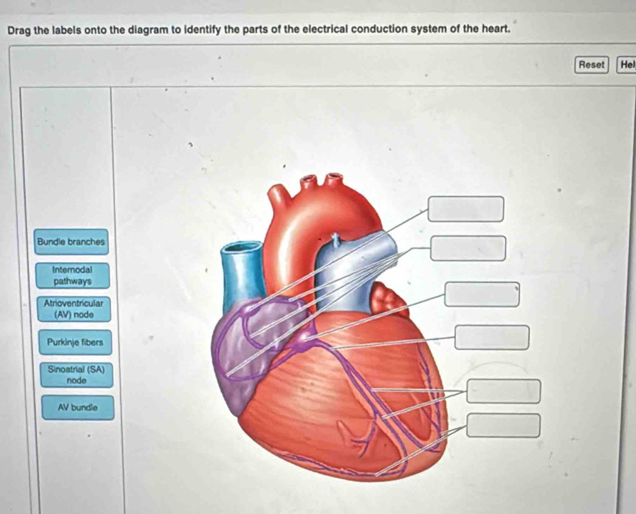 Solved: Drag the labels onto the diagram to identify the parts of the ...