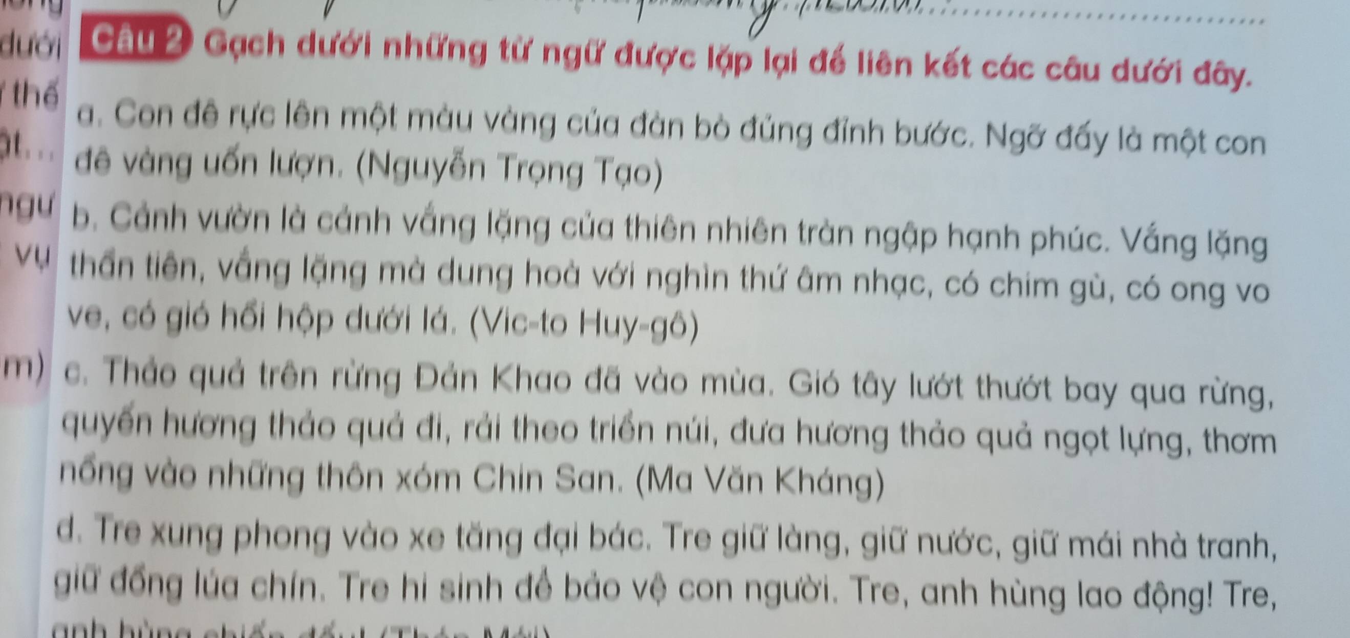 dưới Câu 2 Gạch dưới những từ ngữ được lặp lại để liên kết các câu dưới đây. 
thể a. Con đề rực lên một màu vàng của đàn bò đủng đỉnh bước. Ngỡ đấy là một con 
g. . . đê vàng uốn lượn. (Nguyễn Trọng Tạo) 
ngư b. Cảnh vườn là cảnh vắng lặng của thiên nhiên tràn ngập hạnh phúc. Vắng lặng 
ụ thần tiên, vắng lặng mà dung hoà với nghìn thứ âm nhạc, có chim gù, có ong vo 
ve, có gió hồi hộp dưới lá. (Vic-to Huy-gô) 
m) c. Thảo quả trên rừng Đản Khao đã vào mùa. Gió tây lướt thướt bay qua rừng, 
quyến hương thảo quả đi, rải theo triển núi, đưa hương thảo quả ngọt lựng, thơm 
nổng vào những thôn xóm Chin San. (Ma Văn Kháng) 
d. Tre xung phong vào xe tăng đại bác. Tre giữ làng, giữ nước, giữ mái nhà tranh, 
giữ đồng lúa chín. Tre hi sinh để bảo vệ con người. Tre, anh hùng lao động! Tre, 
a