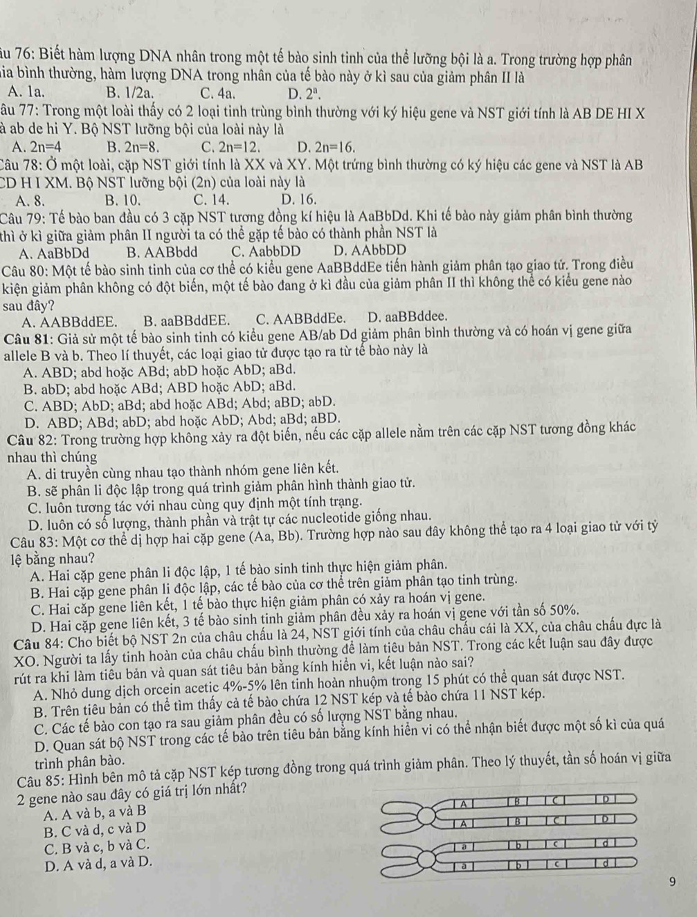 âu 76: Biết hàm lượng DNA nhân trong một tế bào sinh tinh của thể lưỡng bội là a. Trong trường hợp phân
Lia bình thường, hàm lượng DNA trong nhân của tế bào này ở kì sau của giảm phân II là
A. 1a. B. 1/2a. C. 4a. D. 2^n.
âu 77: Trong một loài thấy có 2 loại tinh trùng bình thường với ký hiệu gene và NST giới tính là AB DE HI X
à ab de hi Y. Bộ NST lưỡng bội của loài này là
A. 2n=4 B. 2n=8. C. 2n=12. D. 2n=16.
Câu 78: Ở một loài, cặp NST giới tính là XX và XY. Một trứng bình thường có ký hiệu các gene và NST là AB
CD H I XM. Bộ NST lưỡng bội (2n) của loài này là
A. 8. B. 10. C. 14. D. 16.
Câu 79: Tế bào ban đầu có 3 cặp NST tương đồng kí hiệu là AaBbDd. Khi tế bào này giảm phân bình thường
thì ở kì giữa giảm phân II người ta có thể gặp tế bào có thành phần NST là
A. AaBbDd B. AABbdd C. AabbDD D. AAbbDD
Câu 80: Một tế bào sinh tinh của cơ thể có kiểu gene AaBBddEe tiến hành giảm phân tạo giao tử. Trong điều
kiện giảm phân không có đột biến, một tế bào đang ở kì đầu của giảm phân II thì không thể có kiểu gene nào
sau đây?
A. AABBddEE. B. aaBBddEE. C. AABBddEe. D. aaBBddee.
Câu 81: Giả sử một tế bào sinh tinh có kiểu gene AB/ab Dd giảm phân bình thường và có hoán vị gene giữa
allele B và b. Theo lí thuyết, các loại giao tử được tạo ra từ tế bào này là
A. ABD; abd hoặc ABd; abD hoặc AbD; aBd.
B. abD; abd hoặc ABd; ABD hoặc AbD; aBd.
C. ABD; AbD; aBd; abd hoặc ABd; Abd; aBD; abD.
D. ABD; ABd; abD; abd hoặc AbD; Abd; aBd; aBD.
Câu 82: Trong trường hợp không xảy ra đột biến, nếu các cặp allele nằm trên các cặp NST tương đồng khác
nhau thì chúng
A. di truyền cùng nhau tạo thành nhóm gene liên kết.
B. sẽ phân li độc lập trong quá trình giảm phân hình thành giao tử.
C. luôn tương tác với nhau cùng quy định một tính trạng.
D. luôn có số lượng, thành phần và trật tự các nucleotide giống nhau.
Câu 83: Một cơ thể dị hợp hai cặp gene (Aa,Bb) 0. Trường hợp nào sau đây không thể tạo ra 4 loại giao tử với tỷ
lệ bằng nhau?
A. Hai cặp gene phân li độc lập, 1 tế bào sinh tinh thực hiện giảm phân.
B. Hai cặp gene phân lị độc lập, các tế bào của cơ thể trên giảm phân tạo tinh trùng.
C. Hai cặp gene liên kết, 1 tế bào thực hiện giảm phân có xảy ra hoán vị gene.
D. Hai cặp gene liên kết, 3 tế bào sinh tinh giảm phân đều xảy ra hoán vị gene với tần số 50%.
Câu 84: Cho biết bộ NST 2n của châu chấu là 24, NST giới tính của châu chấu cái là XX, của châu chấu đực là
XO. Người ta lấy tinh hoàn của châu chấu bình thường để làm tiêu bản NST. Trong các kết luận sau đây được
rút ra khi làm tiêu bản và quan sát tiêu bản bằng kính hiển vi, kết luận nào sai?
A. Nhỏ dung dịch orcein acetic 4%-5% lên tinh hoàn nhuộm trong 15 phút có thể quan sát được NST.
B. Trên tiêu bản có thể tìm thấy cả tế bào chứa 12 NST kép và tế bào chứa 11 NST kép.
C. Các tế bào con tạo ra sau giảm phân đều có số lượng NŠT bằng nhau.
D. Quan sát bộ NST trong các tế bào trên tiêu bản bằng kính hiển vi có thể nhận biết được một số kì của quá
trình phân bào.
Câu 85: Hình bên mô tả cặp NST kép tương đồng trong quá trình giảm phân. Theo lý thuyết, tần số hoán vị giữa
2 gene nào sau đây có giá trị lớn nhất?
A. A và b, a và B
B. C và d, c và D
C. B và c, b và C. 
D. A và d, a và D. 
9