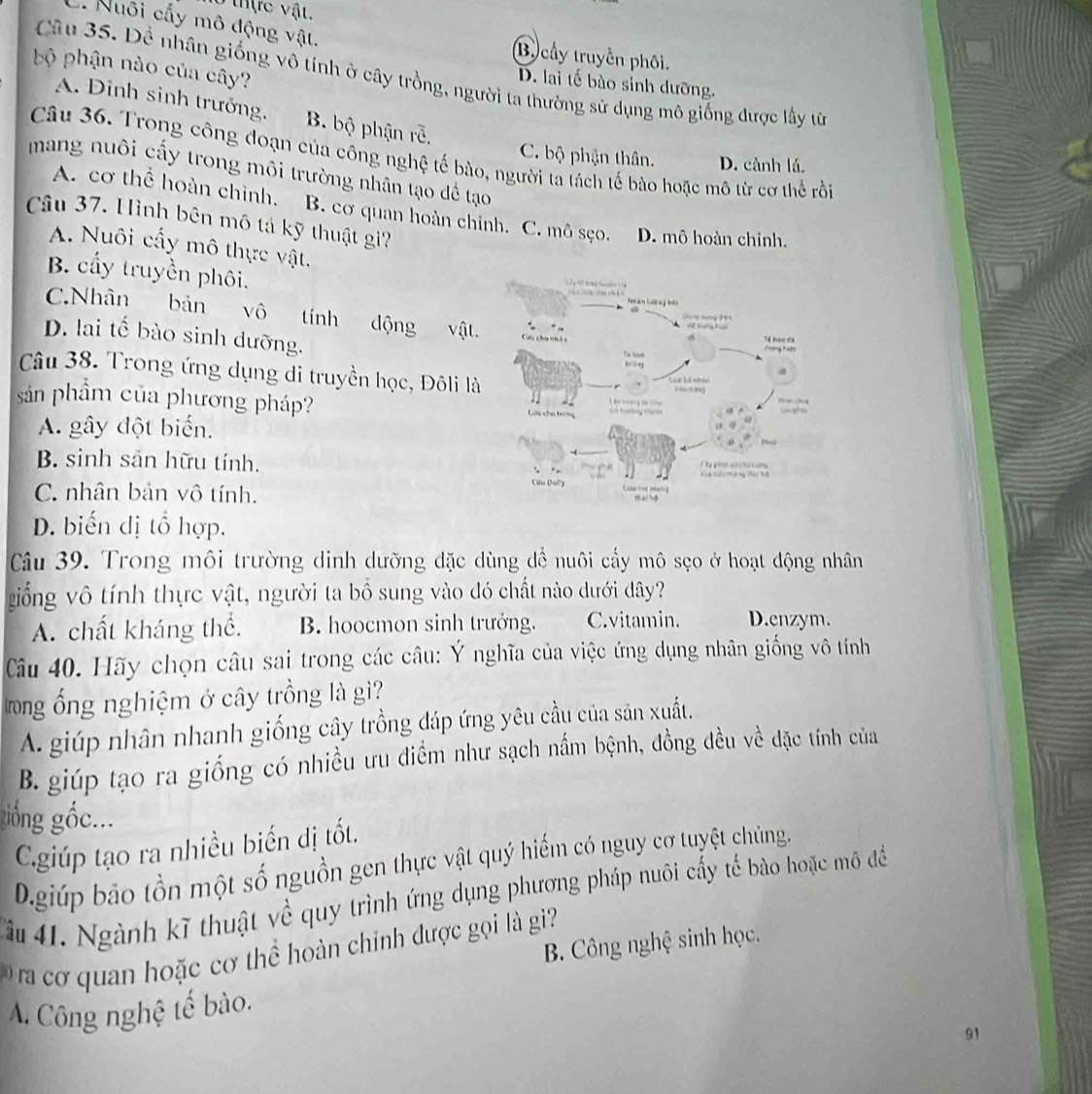 thựrc vật.
Nuôi cấy mô động vật.
By cây truyền phối.
bộ phận nào của cây?
Câu 35. Đề nhân giống vô tính ở cây trồng, người ta thường sử dụng mô giống được lấy từ
D. lai tế bào sinh dưỡng.
A. Dinh sinh trưởng. B. bộ phận rễ,
Câu 36. Trong công đoạn của công nghệ tế bào, người tả tách tế bào hoặc mô từ cơ thể rồi
C. bộ phận thân. D. cành lá.
mang nuôi cấy trong môi trường nhân tạo đề tạo
A. cơ thể hoàn chình. B. cơ quan hoàn chỉnh. C. mô sẹo. D. mô hoàn chỉnh.
Câu 37. Hình bên mô tả kỹ thuật gi?
A. Nuôi cấy mô thực vật.
B. cấy truyền phôi.
C.Nhân bản vô tính động vật.
D. lai tế bào sinh dưỡng. 
Câu 38. Trong ứng dụng di truyền học, Đôli là
sản phẩm của phương pháp?
A. gây đột biến.
B. sinh sản hữu tính.
C. nhân bản vô tính.
D. biến dị tổ hợp.
Câu 39. Trong môi trường dinh dưỡng đặc dùng để nuôi cấy mô sẹo ở hoạt động nhân
giống vô tính thực vật, người ta bổ sung vào đó chất nào dưới dây?
A. chất kháng thể. B. hoocmon sinh trưởng. C. vitamin. D.enzym.
Câu 40. Hãy chọn câu sai trong các câu: Ý nghĩa của việc ứng dụng nhân giống vô tính
Trong ổng nghiệm ở cây trồng là gì?
A. giúp nhân nhanh giống cây trồng đáp ứng yêu cầu của săn xuất.
B. giúp tạo ra giống có nhiều ưu điểm như sạch nấm bệnh, đồng đều về đặc tính của
giống gốc...
C.giúp tạo ra nhiều biến dị tốt.
D.giúp bão tồn một số nguồn gen thực vật quý hiếm có nguy cơ tuyệt chủng.
Tâu 41. Ngành kĩ thuật về quy trình ứng dụng phương pháp nuôi cấy tế bào hoặc mô để
a ơ   uan hoặc cơ thể hoàn chính được gọi là gi B. Công nghệ sinh học.
A. Công nghệ tế bào.
91