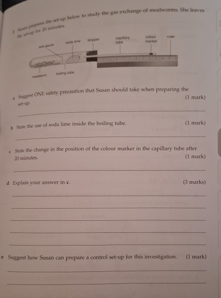 ? Soe prepares the set-up below to study the gas exchange of mealworms. She leaves
20 minutes. 
a Saggest ONE safety precaution that Susan should take when preparing the 
(1 mark) 
set-up. 
_ 
b State the use of soda lime inside the boiling tube. (1 mark) 
_ 
State the change in the position of the colour marker in the capillary tube after
20 minutes. (1 mark) 
_ 
d Explain your answer in c. (3 marks) 
_ 
_ 
_ 
_ 
_ 
e Suggest how Susan can prepare a control set-up for this investigation. (1 mark) 
_ 
_