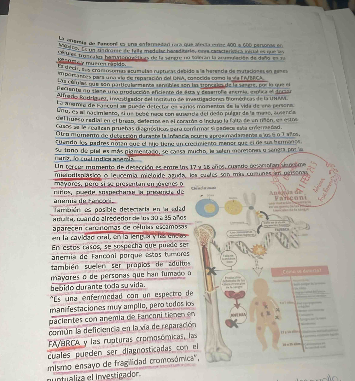 La anémia de Fanconi es una enfermedad rara que afecta entre 400 à 600 personas en
México. Es un síndrome de falla medular hereditario, cuya característica inicial es que las
células troncales hematopovéticas de la sangre no toleran la acumulación de daño en su
genoma y mueren rápido.
Es decir, sus cromosomas acumulan rupturas debido a la herencia de mutaciones en genes
importantes para una vía de reparación del DNA, conocida como la vía FA/BRCA.
Las células que son particularmente sensibles son las troncales de la sangre, por lo que el
paciente no tiene una producción eficiente de ésta y desarrolla anemia, explica el doctor
Alfredo Rodríguez, investigador del Instituto de Investigaciones Biomédicas de la UNAM.
La anemia de Fanconi se puede detectar en varios momentos de la vída de una persona.
Uno, es al nacimiento, si un bebé nace con ausencia del dedo pulgar de la mano, ausencia
del hueso radial en el brazo, defectos en el corazón o incluso la falta de un riñón, en estos
casos se le realizan pruebas diagnósticas para confirmar si padece esta enfermedad.
Otro momento de detección durante la infancia ocurre aproximadamente a los 6 o 7 años,
cuando los padres notan que el hijo tiene un crecimiento menor que el de sus hermanos,
su tono de piel es más pigmentado, se cansa mucho, le salen moretones o sangra por la
nariz, lo cual indica anemia.
Un tercer momento de detección es entre los 17 y 18 años, cuando desarrollan síndrome
mielodisplásico o leucemia mieloide aguda, los cuales son más comunes en personas
mayores, pero si se presentan en jóvenes o Clencio unam
niños, puede sospecharse la presencia de Anamia do
anemia de Fanconi.
Fanconi
a  atación Dersditaria 
También es posible detectarla en la edad
e los e ros de Les 194 
Froncales de la singro
adulta, cuando alrededor de los 30 a 35 años
aparecen carcinomas de células escamosas
en la cavidad oral, en la lengua y las encías.
En estos casos, se sospecha que puede ser
anemia de Fanconi porque estos tumores Fula de
La mdtan
también suelen ser propios de adultos
Producción Cómo se derect
mayores o de personas que han fumado o
            
Posa poliçãr do la maí
bebido durante toda su vida. Cétita s troacaion de la song
'Es una enfermedad con un espectro de
manifestaciones muy amplio, pero todos los to talo                 
1 
pacientes con anemia de Fanconi tienen en AN EMIA   Mese  t Dee
común la deficiencia en la vía de reparación  fga    o 
V esata nimón hela
FA/BRCA y las rupturas cromosómicas, las $9 y 1a slim
30 o 35 alm
  
cuales pueden ser diagnosticadas con el            
mismo ensayo de fragilidad cromosómica",
nuntualiza el investigador.