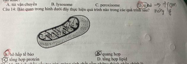 A. túi vận chuyển B. lysosome C. peroxisome D. ti thể
Câu 14: Bào quan trong hình dưới đây thực hiện quá trình nào trong các quá trình sau?
A hộ hấp tế bào B quang hợp
O tổng hợp protein D. tổng hợp lipid