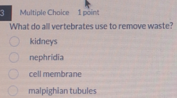 What do all vertebrates use to remove waste?
kidneys
nephridia
cell membrane
malpighian tubules