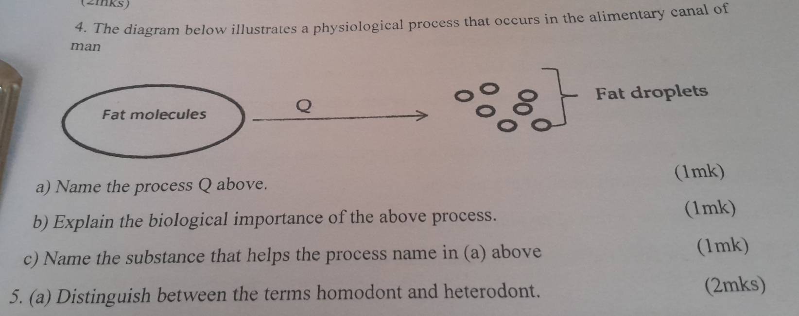 (2mks) 
4. The diagram below illustrates a physiological process that occurs in the alimentary canal of 
man 
Fat droplets 
a) Name the process Q above. (1mk) 
b) Explain the biological importance of the above process. (1mk) 
c) Name the substance that helps the process name in (a) above 
(1mk) 
5. (a) Distinguish between the terms homodont and heterodont. 
(2mks)