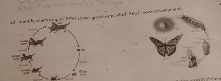 graphic BEST shows growth and which BEST sevelopment: 
owth of the s