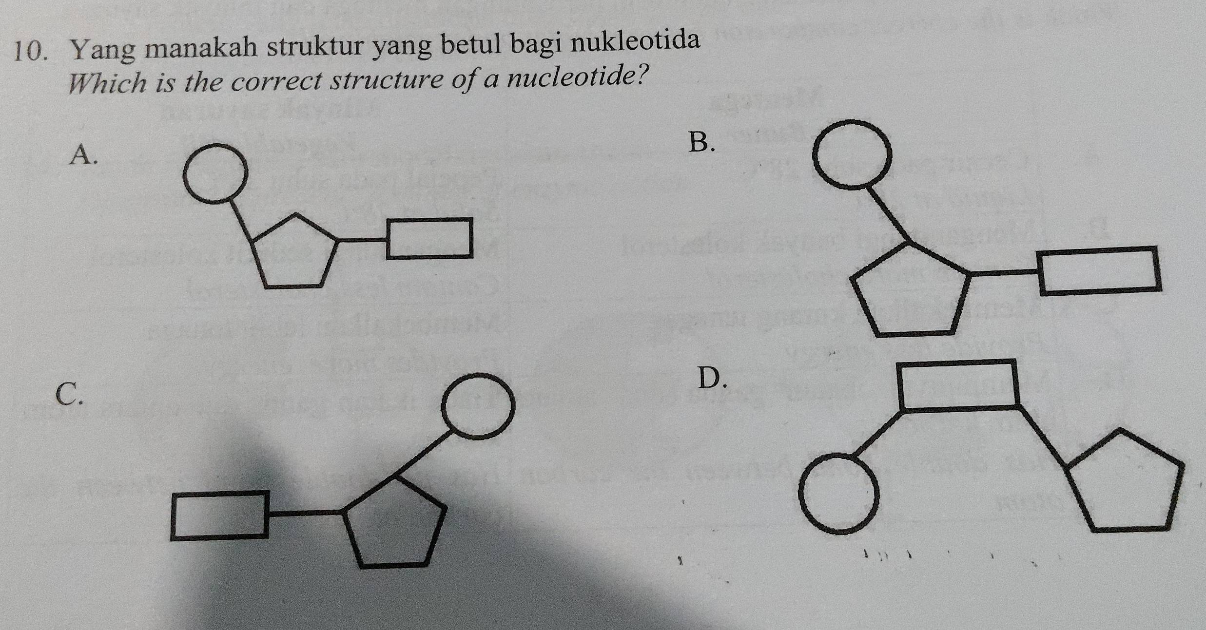 Yang manakah struktur yang betul bagi nukleotida
Which is the correct structure of a nucleotide?
A.
B.
C.
D.