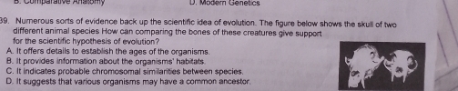 Möder Genetcs 
39. Nurerous sorts of evidence back up the scientific idea of evolution. The figure below shows the skull of two
different animal species How can comparing the bones of these creatures give support
for the scientific hypothesis of evolution?
A. It offers details to establish the ages of the organisms.
B. It provides information about the organisms' habitats
C. It indicates probable chromosomal similarities between species.
D. It suggests that various organisms may have a common ancestor.