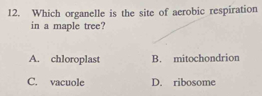 Which organelle is the site of aerobic respiration
in a maple tree?
A. chloroplast B. mitochondrion
C. vacuole D. ribosome