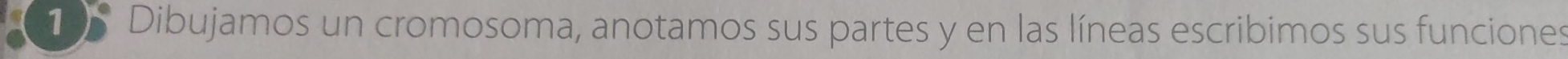 Dibujamos un cromosoma, anotamos sus partes y en las líneas escribimos sus funciones