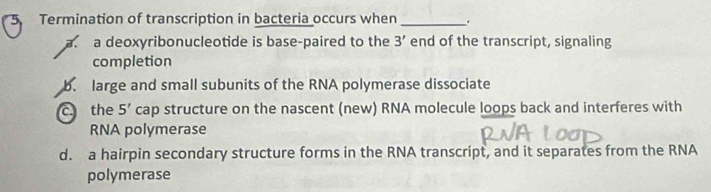 Termination of transcription in bacteria occurs when_
a a deoxyribonucleotide is base-paired to the 3' end of the transcript, signaling
completion
b. large and small subunits of the RNA polymerase dissociate
c. the 5' cap structure on the nascent (new) RNA molecule loops back and interferes with
RNA polymerase
d. a hairpin secondary structure forms in the RNA transcript, and it separates from the RNA
polymerase