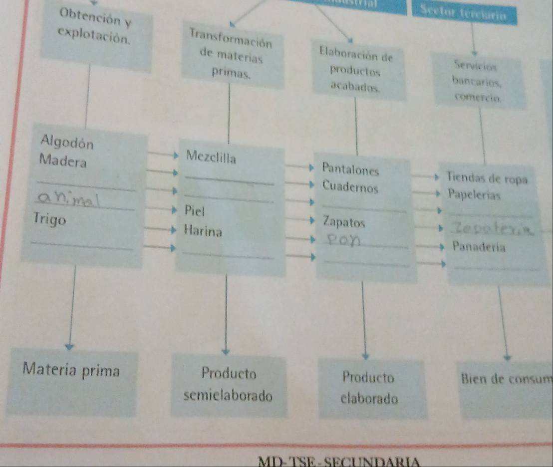 Sector terciária 
Obtención y Transformación Elaboración de 
explotación. de materias 
Servicios 
productos bancarios. 
primas. acabados. 
comercio. 
_ 
Algodón Mezclilla Pantalones 
Madera 
_ 
Tiendas de ropa 
Cuadernos 
_ 
_ 
_ 
Papelerias 
_ 
_ 
Piel Zapatos 
_ 
_ 
Trigo Harina 
_ 
Panadería 
_ 
_ 
Materia prima Producto Producto 
Bien de consum 
semielaborado elaborado 
MD- TSE - SECUNDARIA