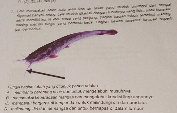 D. (2), (3), (4), dan (5)
7. Lele merupakan salah satu jenis ikan air tawar yang mudah dījumpai dan sangat
digemari banyak orang. Lele mudah dikenali dengan tubuhnya yang licin, tidak bersisik,
serta memiliki kumis atau misai yang panjang. Bagian-bagian tubuh tersebut masing-
masing memilki fungsi yang berbeda-beda. Bagian hewan tersebut tampak seperti
Fungsi bagian tubuh yang ditunjuk panah adalah ....
A. membantu berenang di air dan untuk mengelabuhi musuhnya
B. mendeteksi keberadaan mangsa dan mengetahui kondisi lingkungannya
C. membantu bergerak di lumpur dan untuk melindungi diri dari predator
D. melindungi dirí dari pemangsa dan untuk bernapas di dalam lumpur