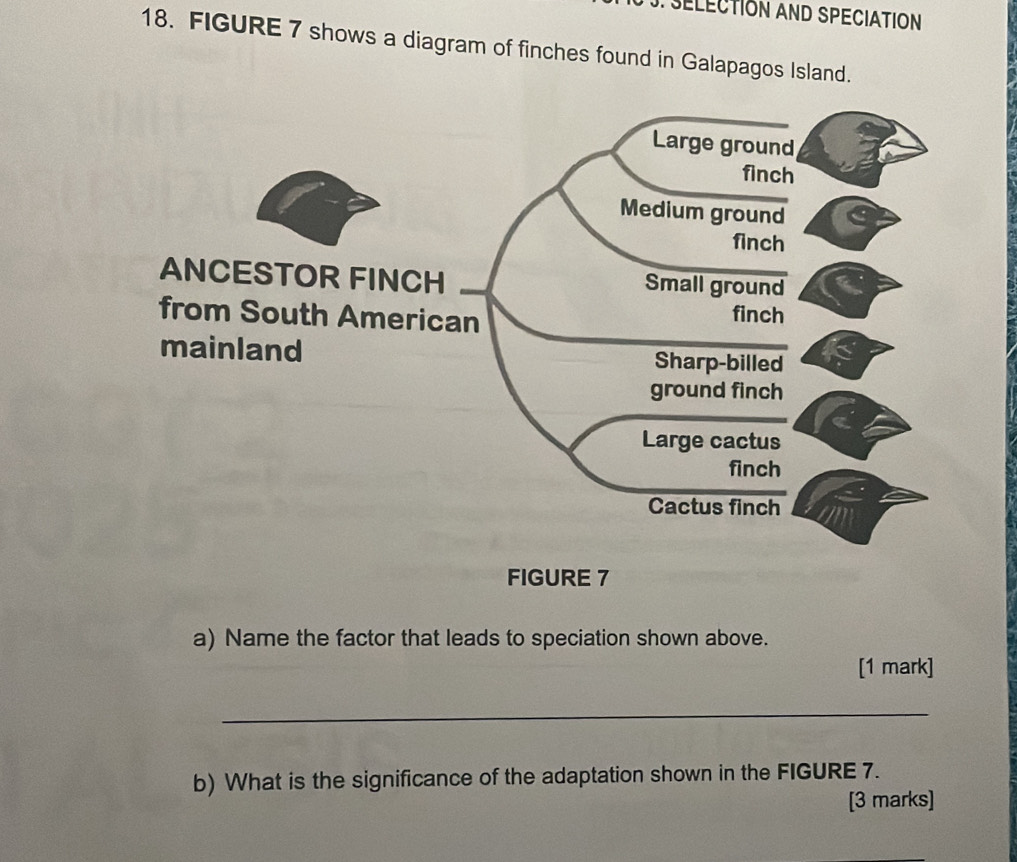 SELECTION AND SPECIATION 
18. FIGURE 7 shows a diagram of finches found in Galapagos Island. 
FIGURE 7 
a) Name the factor that leads to speciation shown above. 
[1 mark] 
_ 
b) What is the significance of the adaptation shown in the FIGURE 7. 
[3 marks]