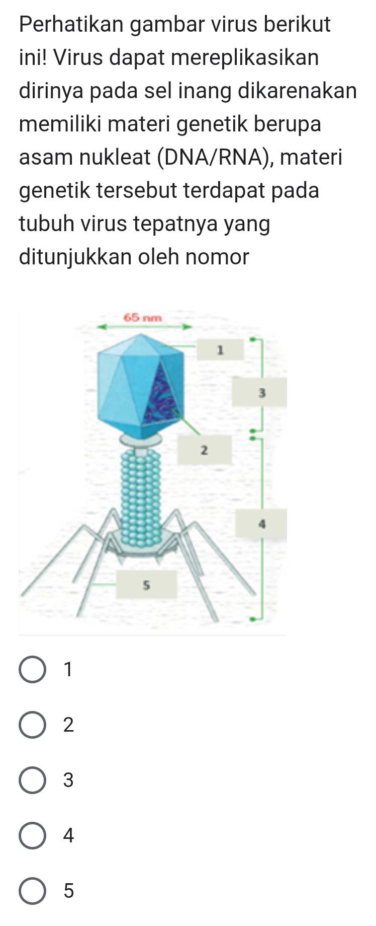 Perhatikan gambar virus berikut
ini! Virus dapat mereplikasikan
dirinya pada sel inang dikarenakan
memiliki materi genetik berupa
asam nukleat (DNA/RNA), materi
genetik tersebut terdapat pada
tubuh virus tepatnya yang
ditunjukkan oleh nomor
1
2
3
4
5