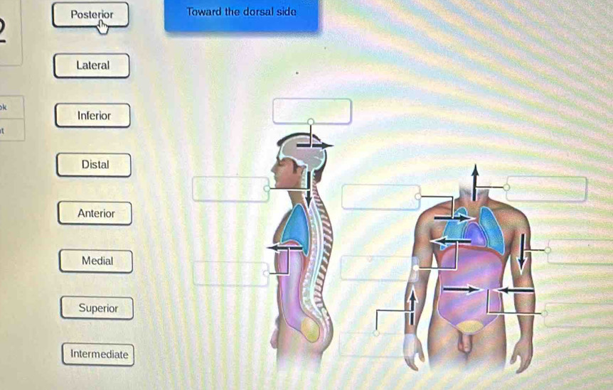 Posterior Toward the dorsal side

Lateral
k
Inferior
Distal
Anterior
Medial
Superior
Intermediate