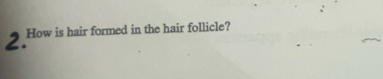 How is hair formed in the hair follicle?