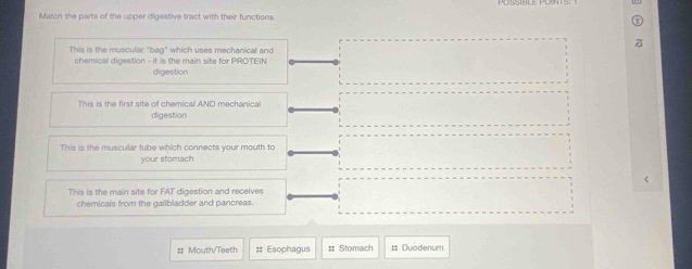 Match the parts of the upper digestive tract with their functions.
This is the muscular "bag" which uses mechanical and
chemical digestion - it is the main site for PROTEIN
digestion
This is the first site of chemicall AND mechanical
digestion
This is the muscular tube which connects your mouth to
your stomach
This is the main site for FAT digestion and receives
chemicals from the gailbladder and pancreas.
#= Mouth/Teeth :: Esophagus # Stomach # Duodenum