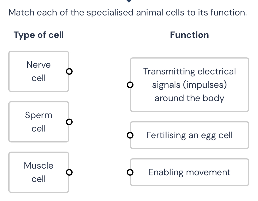 Solved: Match each of the specialised animal cells to its function ...