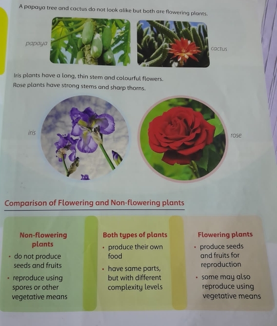 Solved: A papaya tree and cactus do not look alike but both are flowering  plants. papaya ctus Iris [Biology]