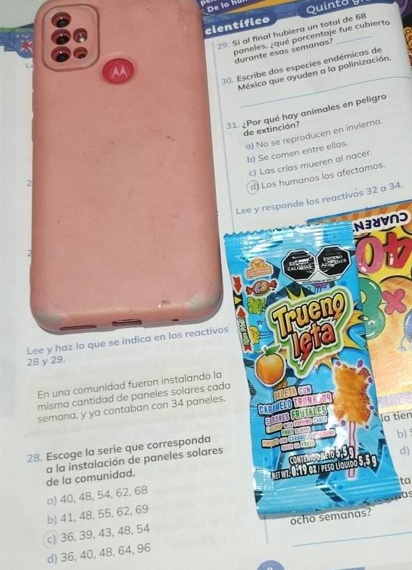 De lo hul
científico Quintoy
29. Si al final hubiera un total de 68
paneles, ¿qué porcentaje fue cubierto
durante esas semanas?
AA
30. Escribe dos especies endémicas de
México que ayuden a la polinización.
31. ¿Por qué hay animales en peligro
de extinción?
a) No se reproducen en invierno.
b) Se comen entre ellos.
c) Las crías mueren al nacer.
2
d) Los humanos los afectamos.
a 34.
Nɔ
Lee y haz lo que se indica en los reactivos
28 y 29.
En una comunidad fueron instalando la
misma cantidad de paneles solares cada
semana, y ya contaban con 34 paneles.
b)
28. Escoge la serie que correspondala tiên
d)
a la instalación de paneles solares
de la comunidad.
a) 40, 48, 54, 62, 68
as
b) 41, 48, 55, 62, 69ta
c) 36, 39, 43, 48, 54
_
d) 36, 40, 48, 64, 96