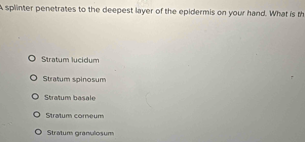 A splinter penetrates to the deepest layer of the epidermis on your hand. What is th
Stratum lucidum
Stratum spinosum
Stratum basale
Stratum corneum
Stratum granulosum