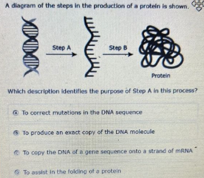 A diagram of the steps in the production of a protein is shown.
Step A StepB 
Protein
Which description identifies the purpose of Step A in this process?
To correct mutations in the DNA sequence
@ To produce an exact copy of the DNA molecule
To copy the DNA of a gene sequence onto a strand of mRNA”
@ To assist in the folding of a protein